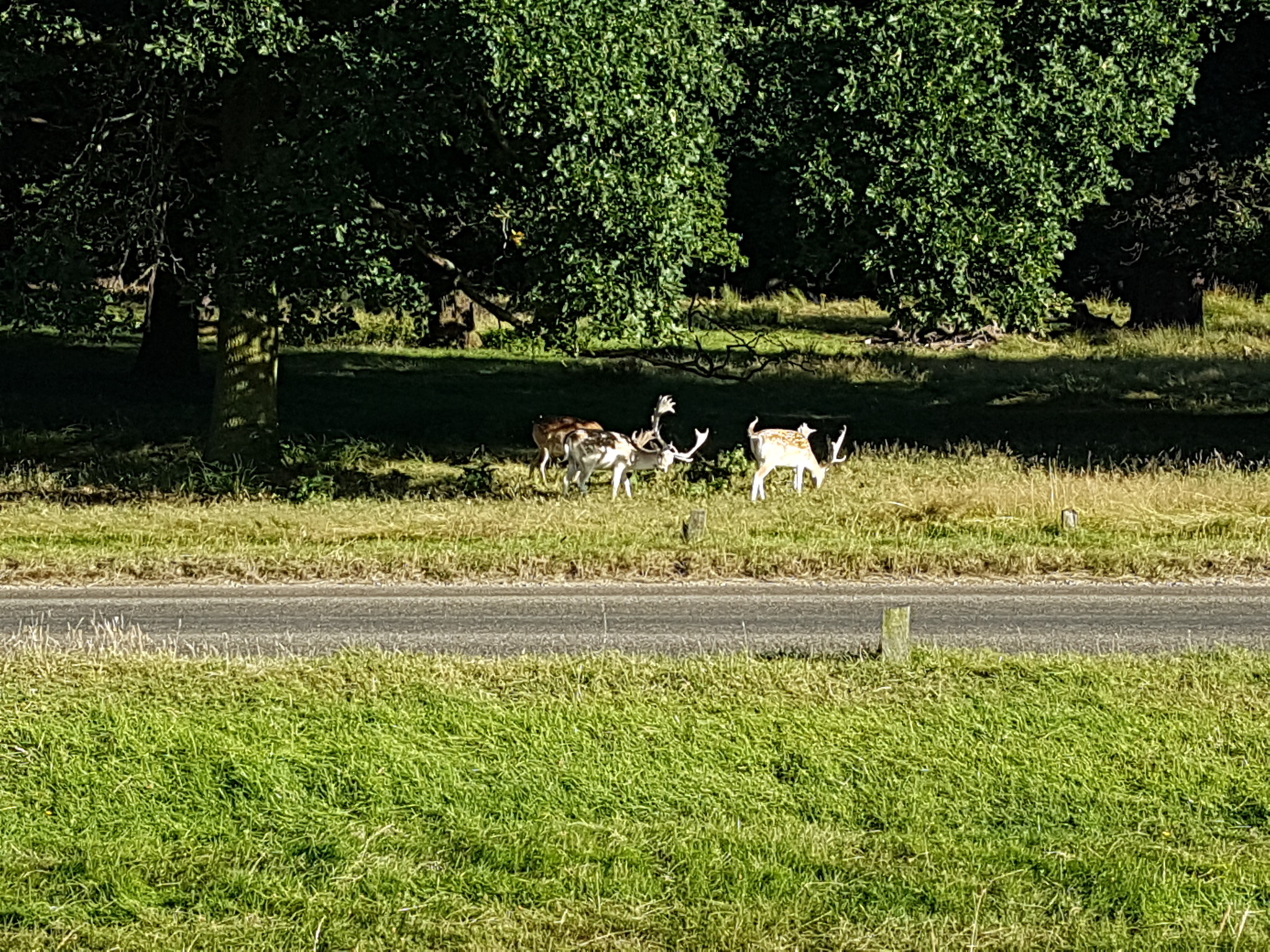 Deers in Richmond Park