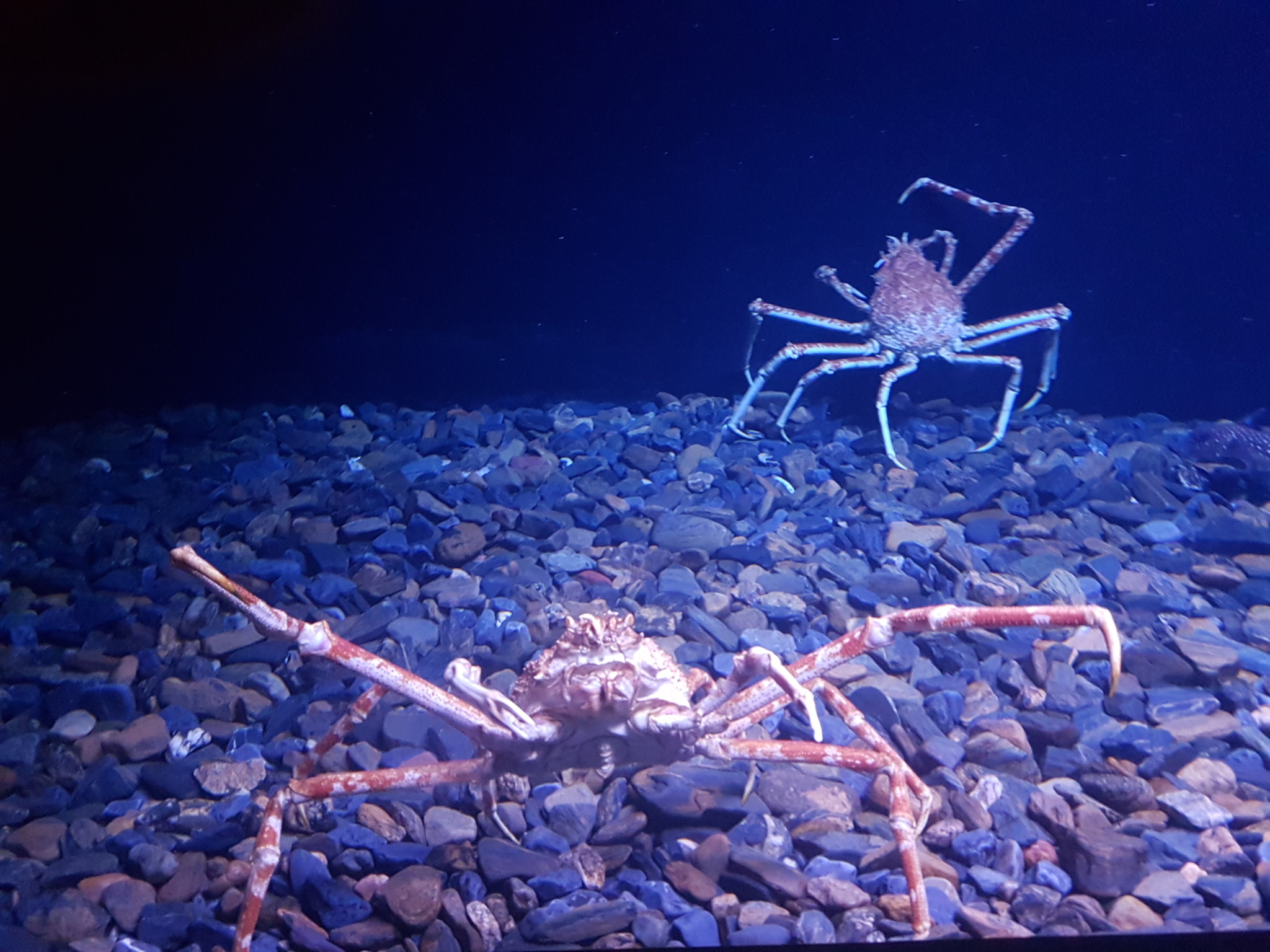 Crabs in the Oceanarium