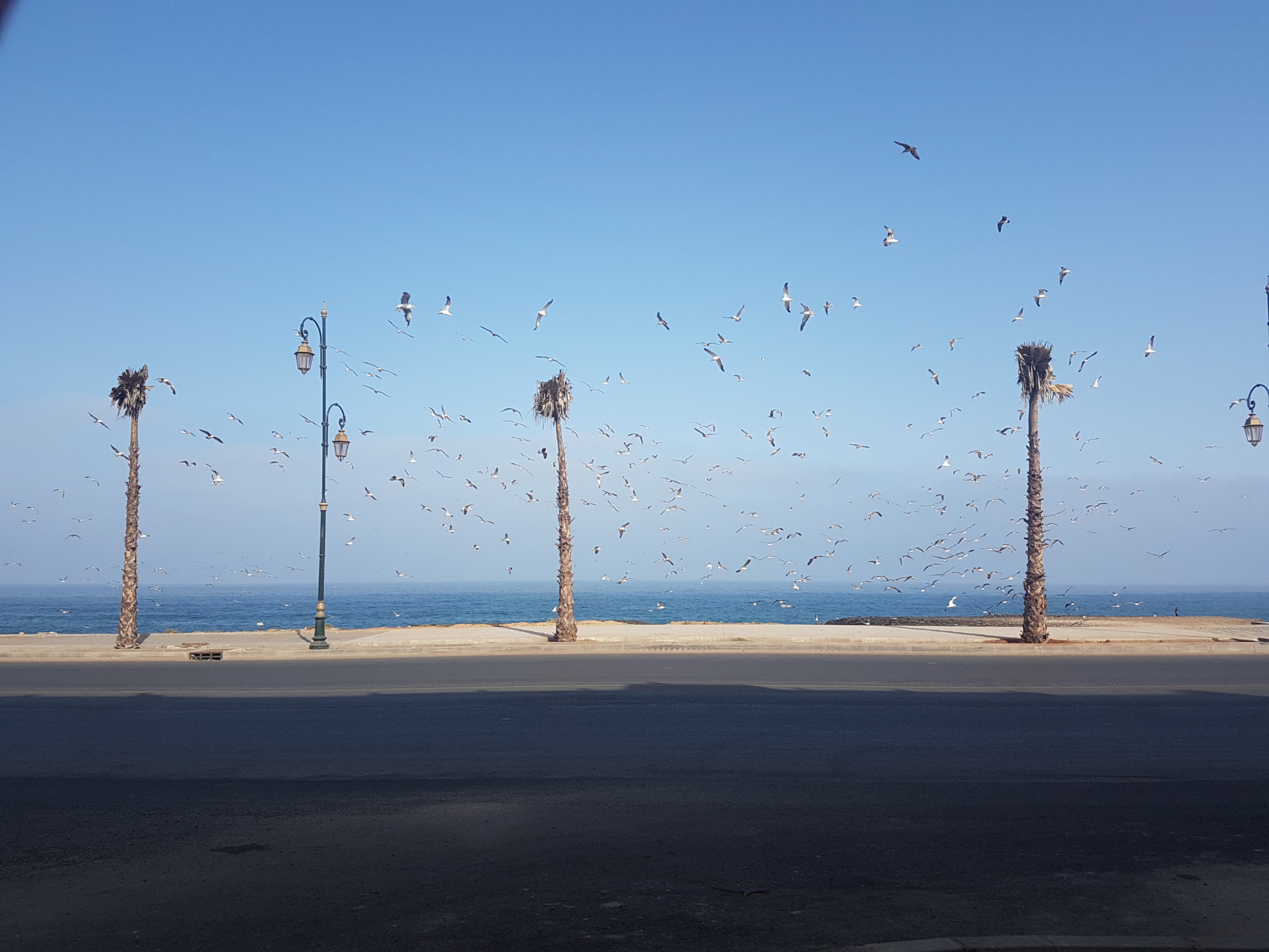 Tons of Seagulls