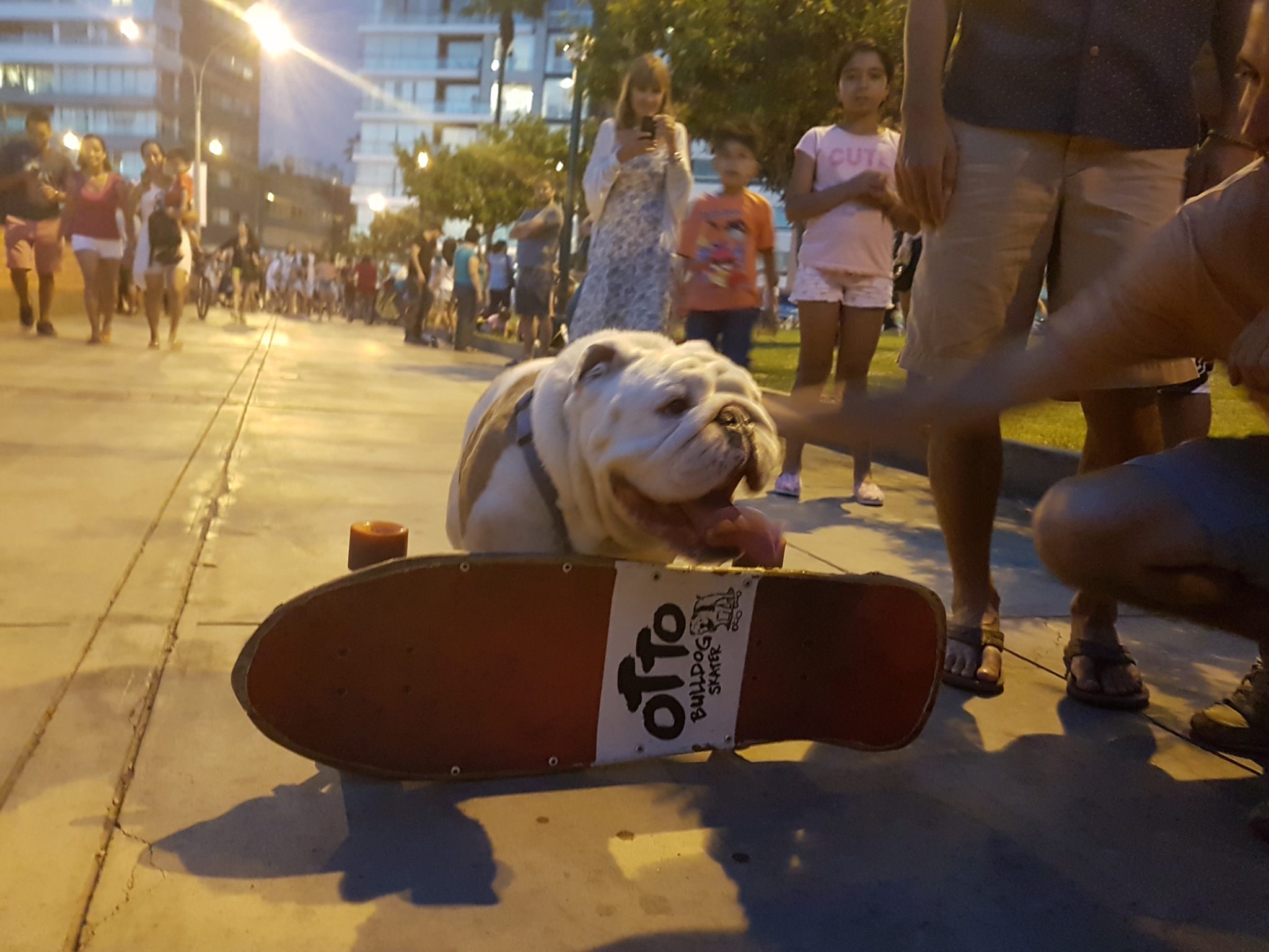 Famous Skateboarding Dog in Mira Flores