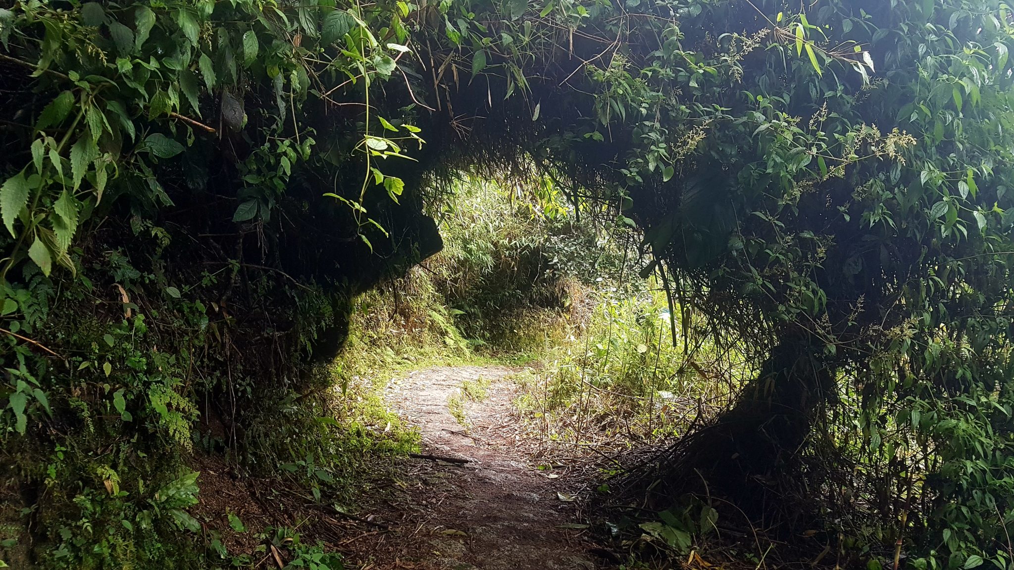 Loved that the Plants Covered the Path