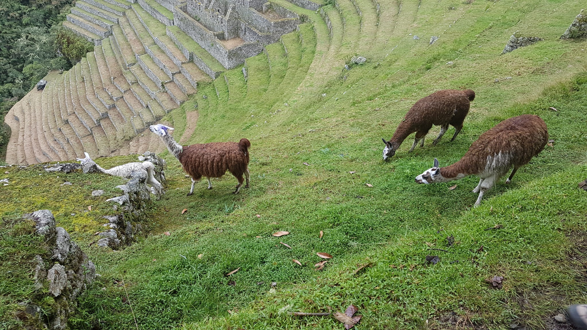 LLamas on Baby Machu Picchu
